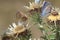 Lycaenidae family of butterflies, macrophotography - butterfly on a thistle