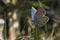 Lycaenidae family of butterflies,  macrophotography - butterfly on a thistle