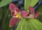 Lycaste Red Jewel Orchid