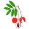 Lychee berries on a branch with leaves on a white background.