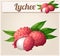 Lychee fruit. Cartoon vector Icon