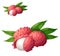 Lychee fruit. Cartoon vector icon isolated