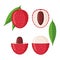 Lychee fruit icons set in flat style isolated on white background