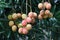 Lychee fruit on tree