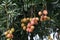 Lychee fruit on tree