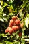 Lychee Fruit on Tree