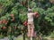 Lychee harvest in northern Thailand