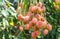 Lychee, Lichi scientific name: Litchi chinensis Sonn. Fruit on tree in the garden.