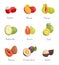 Lychee and Mango Papaya Mangosteen Fruits Vector