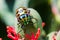 Lychee Shield Bug