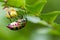 lychee shield bug on branch