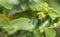 lychee shield bug on branch