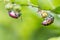 lychee shield bug on branch.selective focus