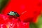 Lychee Shield Bug (Chrysocoris stolli, Scutelleridae)