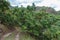 Lychee trees with ripe fresh fruits hanging down from tree branches.