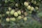 Lychees fruit on the tree.