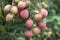 Lychees fruit on the tree.