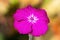 Lychnis coronaria