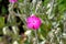 Lychnis Coronaria or Rose Campion