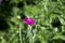 Lychnis crown flower. purple flower of rose campion. Lychnis coronaria