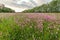 Lychnis cuckoo flower in a spring meadow