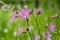 Lychnis flos-cuculi blooming flower on meadow