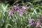 Lychnis flos-cuculi blooming flower on meadow