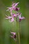 Lychnis flos-cuculi-Ragged Robin