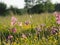 Lychnis flos-cuculi - Ragged-Robin, spring