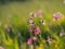 Lychnis flos-cuculi - Ragged-Robin, spring