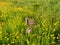 Lychnis flos-cuculi - Ragged-Robin, spring