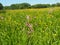 Lychnis flos-cuculi - Ragged-Robin, spring