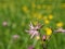 Lychnis flos-cuculi - Ragged-Robin, spring