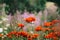 Lychnis flowers in flowering season