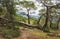 Lycian trail in a pine forest in Turkey