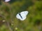 On the Lycian Way long-distance trail, Turkey: a Black-veined White butterfly