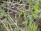 On the Lycian Way long-distance trail, Turkey: a Southern Emerald Damselfly or Migrant Spreadwing