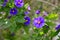 Lycianthes rantonnetii, the blue potato bush or Paraguay nightshade