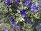 Lycianthes rantonnetii \'Variegata\', Blue Potato Bush â€˜Royal Robe Variegataâ€™