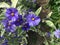 Lycianthes rantonnetii \'Variegata\', Blue Potato Bush â€˜Royal Robe Variegataâ€™