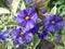 Lycianthes rantonnetii \'Variegata\', Blue Potato Bush â€˜Royal Robe Variegataâ€™