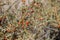 LYCIUM ANDERSONII FRUIT - JOSHUA TREE NP - 060520 A