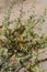 LYCIUM ANDERSONII FRUIT - JOSHUA TREE NP - 060520 D