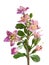 Lycium Boxthorn Flower