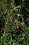 Lycium chinense ( Chinese matrimony vine Goji berry ) flowers and berries.