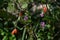 Lycium chinense ( Chinese matrimony vine Goji berry ) flowers and berries.