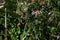 Lycium chinense ( Chinese matrimony vine Goji berry ) flowers and berries.