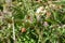 Lycium chinense ( Chinese matrimony vine Goji berry ) flowers and berries.