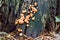 Lycogala epidendrum mushrooms