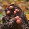 Lycogala epidendrum slime mold